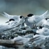 Rybak belocely - Sterna striata - White-fronted Tern - tara 7366